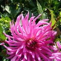 Picasa 2.7
